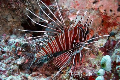 Ragged-finned Lionfish
