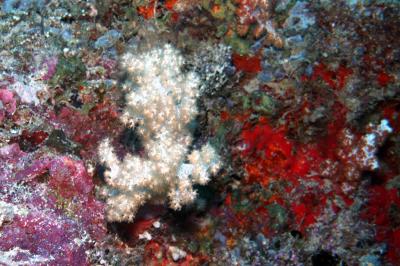 Soft coral