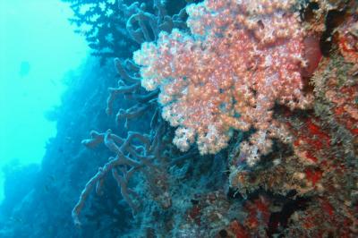 Soft coral