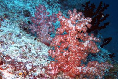 Soft coral