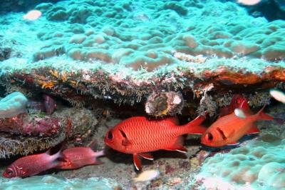 Squirrelfish
