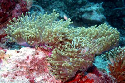 Sea anemone