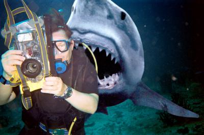 u10/swisschris/medium/2224433.smallCShark.jpg