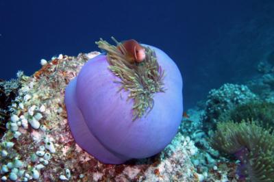 vilu_reef