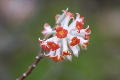 Orange Mitsumata_2581.jpg