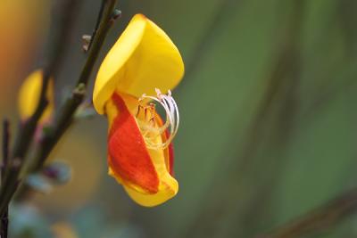 Genista_3577.jpg