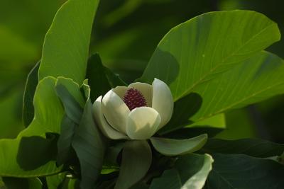 Hounoki no hana_3632.JPG