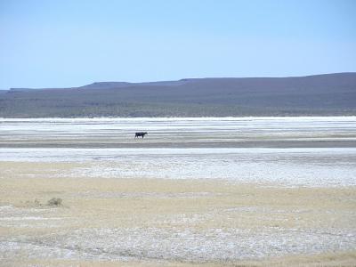 solitary cow on salt flats