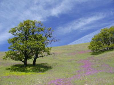 wildflowers and oaks