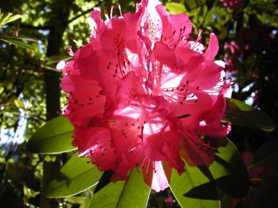 rhododendron