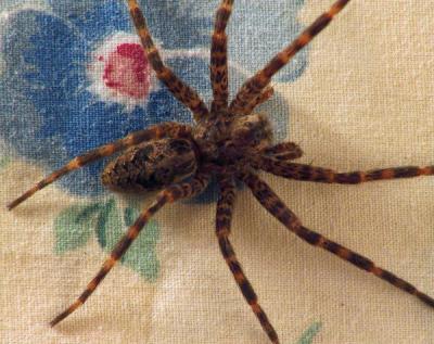 aa1820 spidey