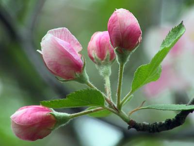 aa1777 apple