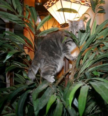 Gwennie climbs the tree