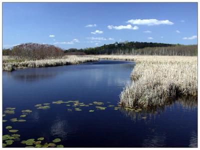 Wye Marsh - Spring