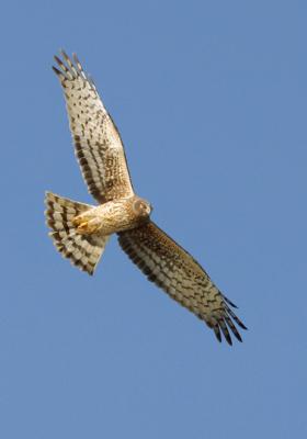 Northern Harrier, female