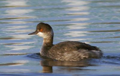 Eared Grebe, first winter