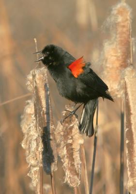 Red-winged Blackbird, bicolored male