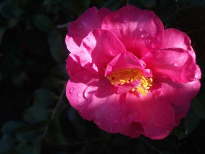 u10/themarmot/medium/37898244.flower.jpg
