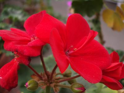 u10/themarmot/medium/37910835.redgeranium.jpg
