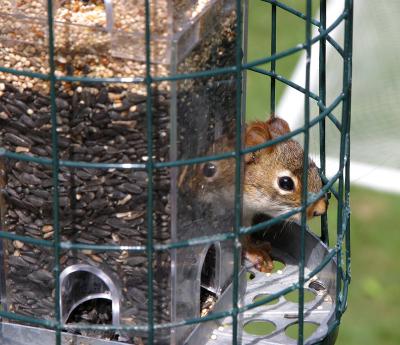 My Squirrel proof bird feeder!