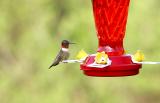 Ruby breasted hummingbird