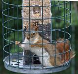 My Squirrel proof bird feeder!