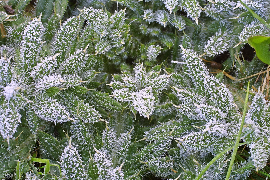 One Frosty Morning