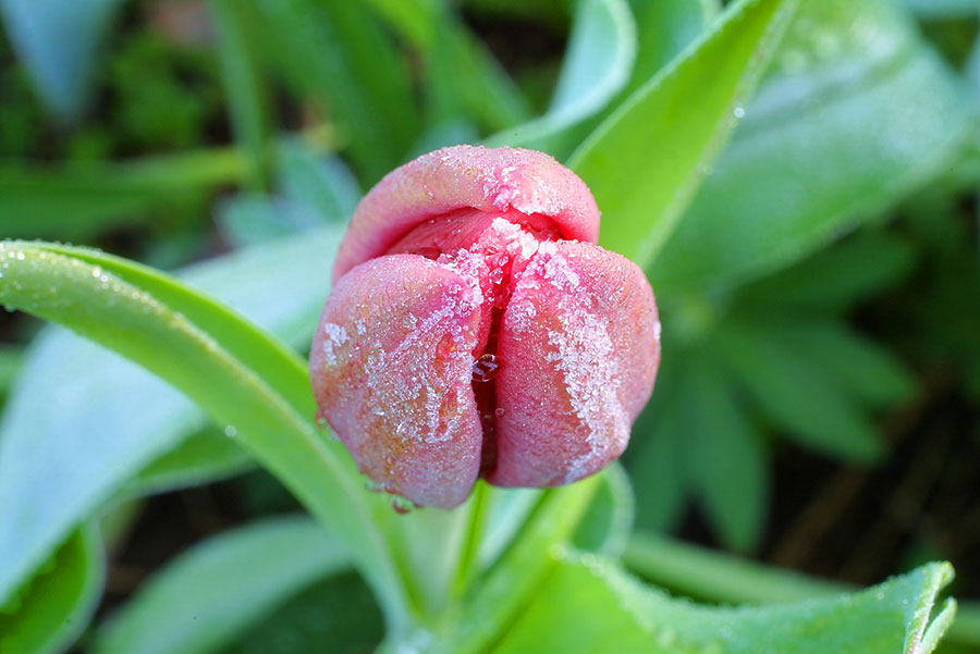 One frosty morning