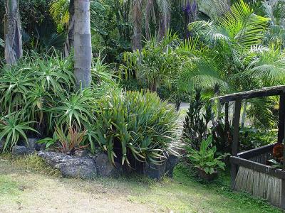 AloesDypsis.jpg