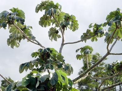 CecropiaGlaucescens2.jpg