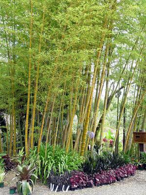 PhyllostachyEdulisGrove.jpg