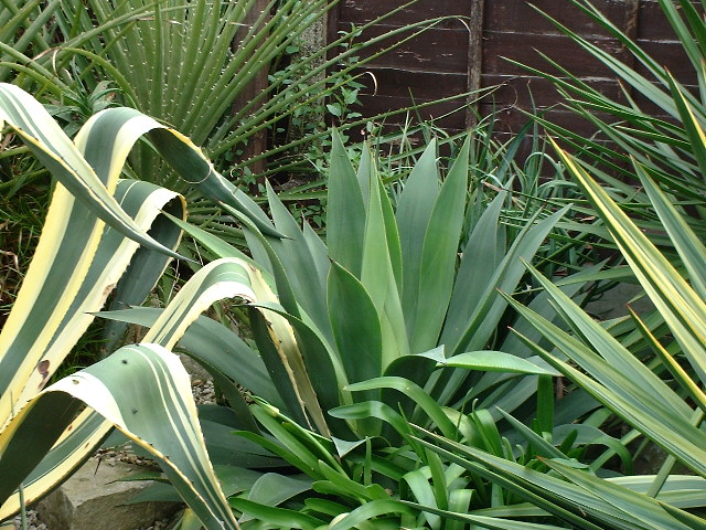 Agave celsii