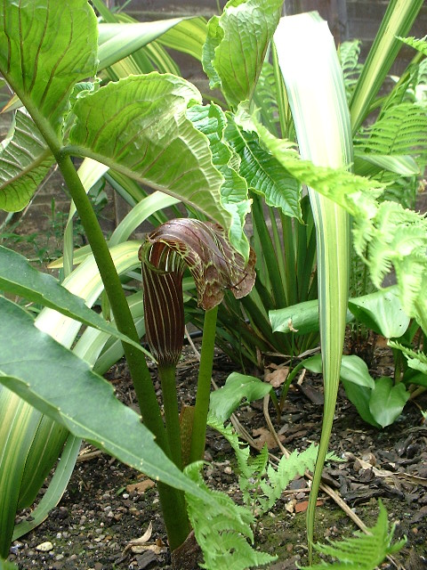 Arisaema griffithii