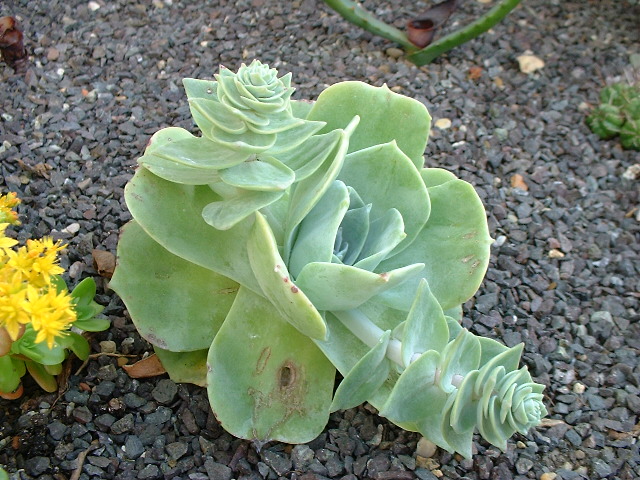Dudleya pulverulenta