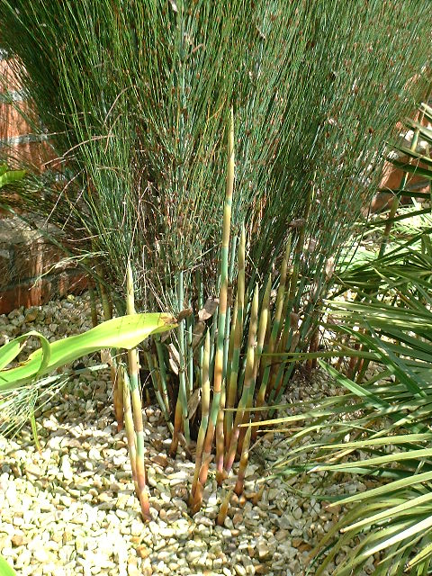 Elegia capensis