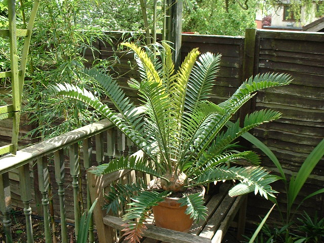 Encephalartos altensteinii