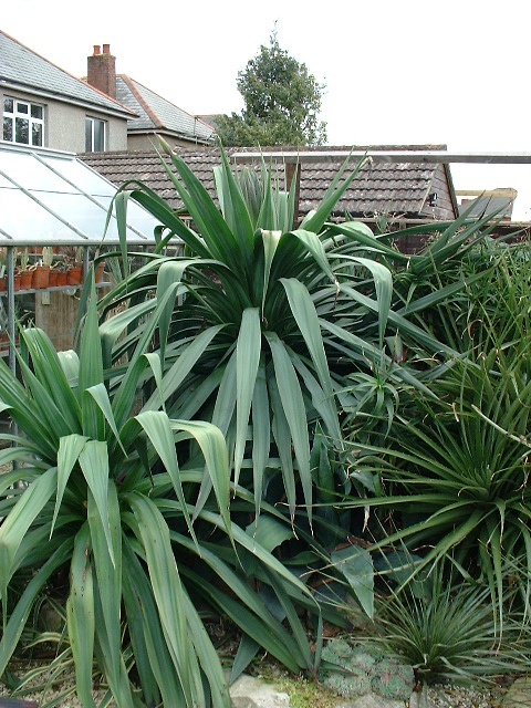 Furcraea parmentieri