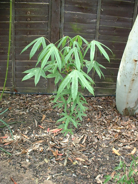 Kalopanax pictus