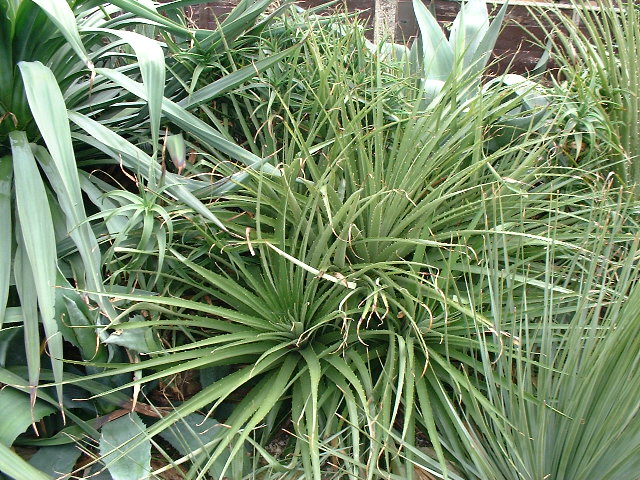 Puya berteroniana