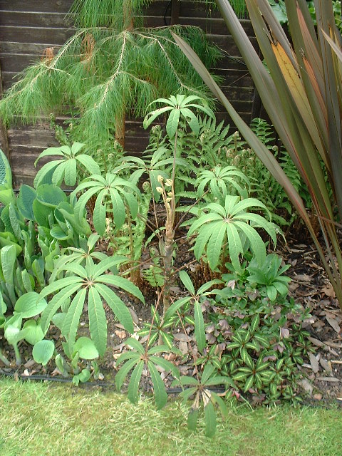 Schefflera impressa