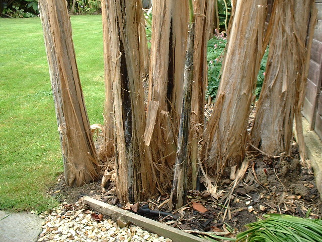 Musa sikkimensis pseudostems