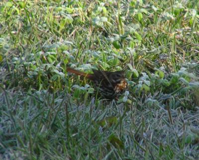 12-15-04 Fox Sparrow in frost.jpg