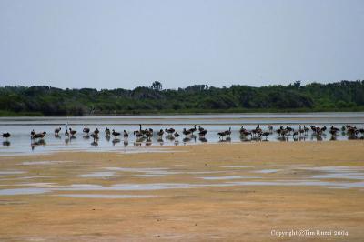 14819 - Canadian Geese