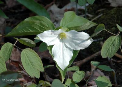 White Trillium 9