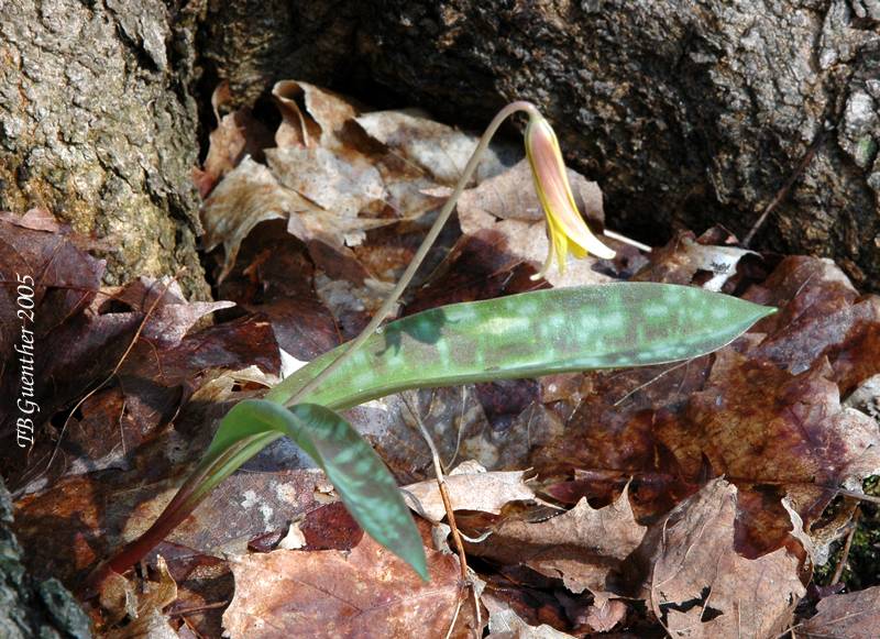 Trout Lily 3