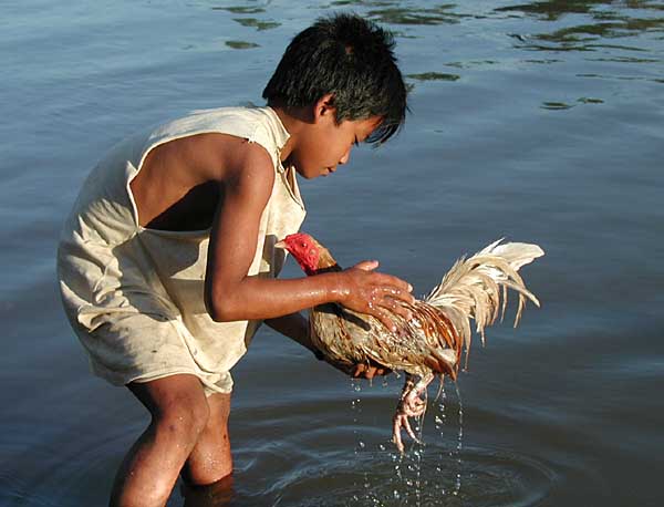 Boy and rooster