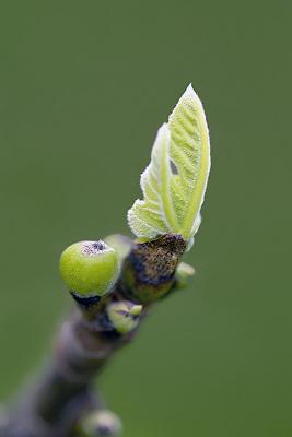 Fig, Spring