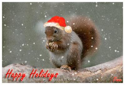 squirrel-happy-holidays
