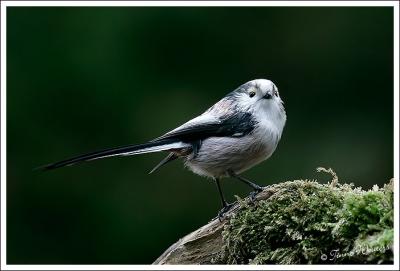 Long-Tailed Tit/Staartmees