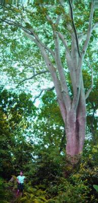 praslin_Rhonda_with_Albezia_tree.jpg